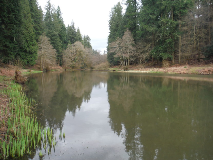 Forest Pool in early spring